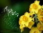 تواضع وتکبر