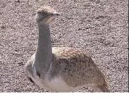 هوبره