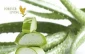 فعالیت غیر قانونی Forever Living در ایران