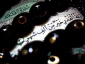 پیامبر اکرم (ص) : هر کس از شب قدر محروم گردد، از تمام خیرات بى‏نصیب شده است.