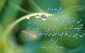 حدیث قدسی