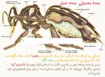 عجایب خلقت درزنبور عسل