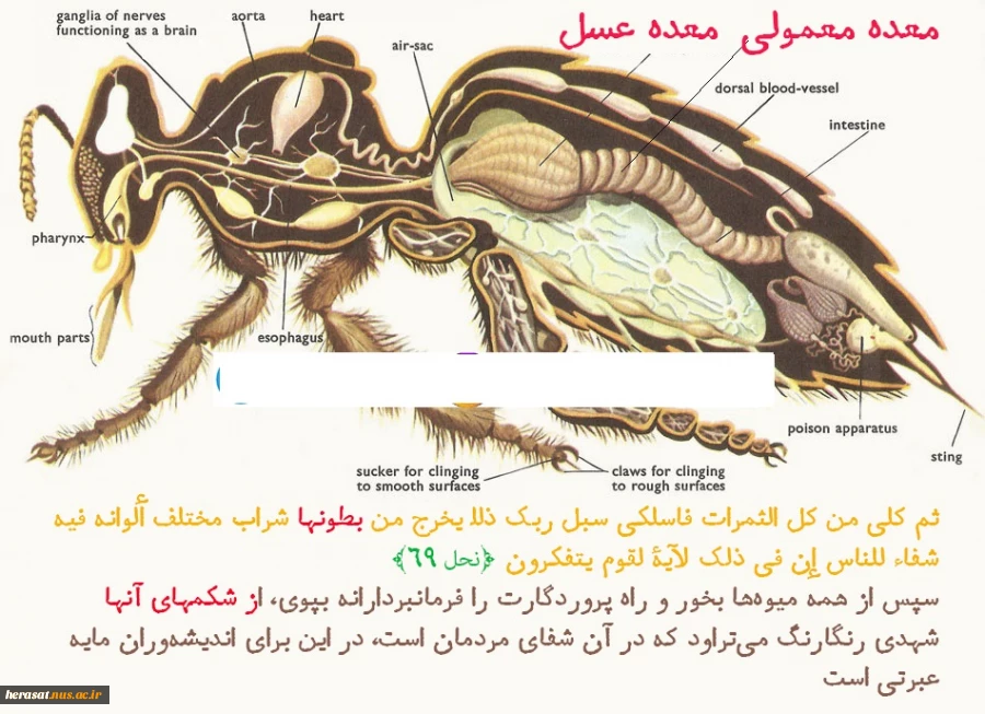 عجایب خلقت درزنبور عسل