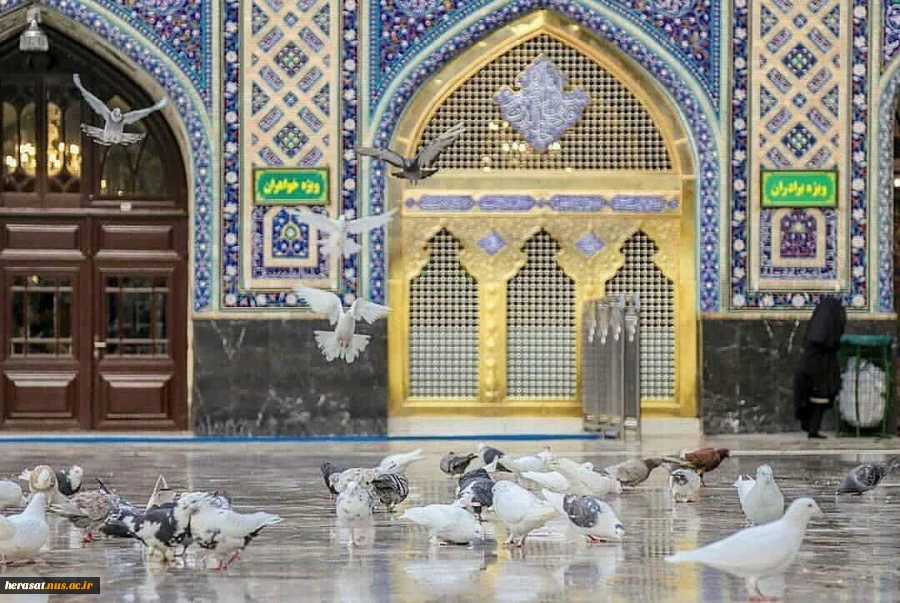 دهه کرامت میلاد کریمه اهل بیت حضرت معصومه سلام الله علیه ومیلاد کریم اهل بیت ثامن الاحجج، امام مهربانی حضرت رضا علیه السلام بر همگان مبارک 4