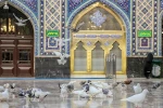 دهه کرامت میلاد کریمه اهل بیت حضرت معصومه سلام الله علیه ومیلاد کریم اهل بیت ثامن الاحجج، امام مهربانی حضرت رضا علیه السلام بر همگان مبارک 4
